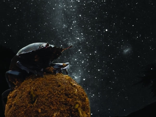 蜣螂使用天体线索沿一直线滚动粪球