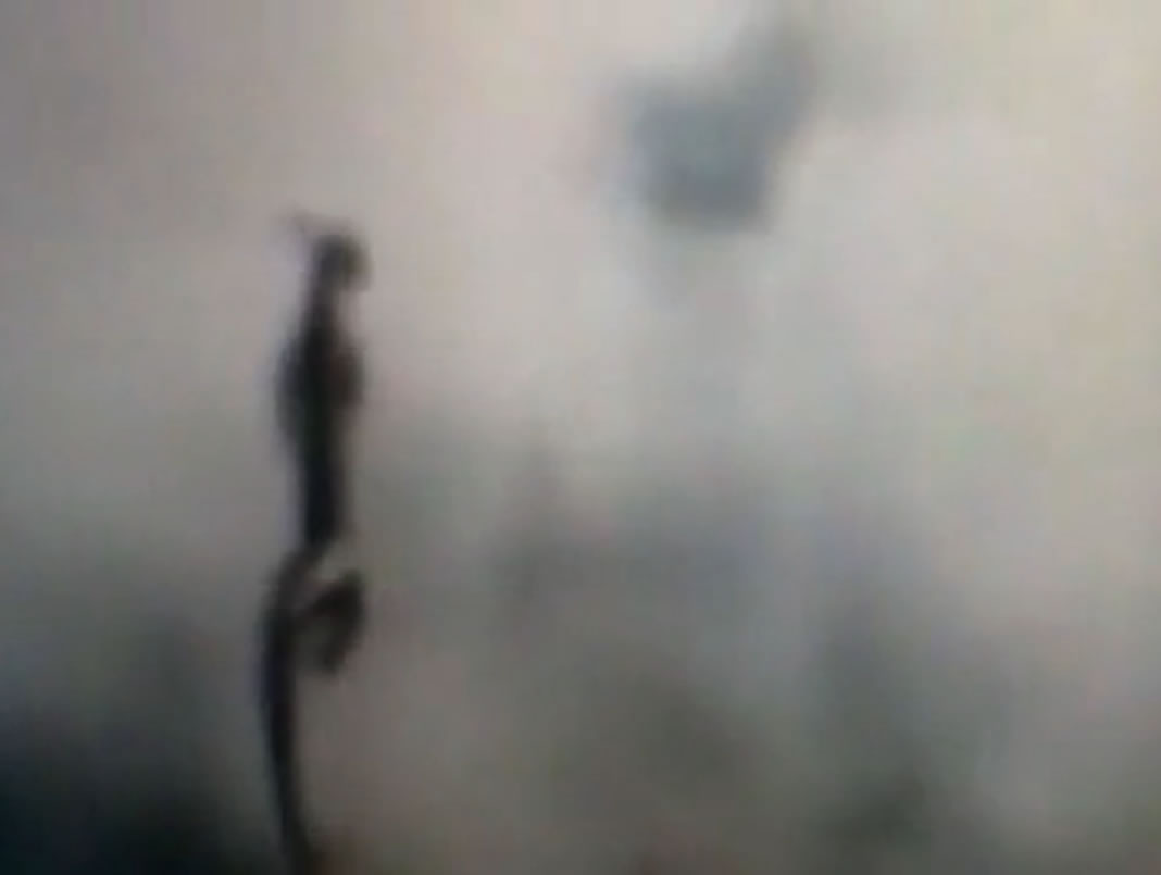 六龟新威村发现“飞龙在天”?