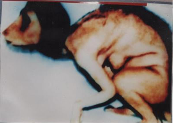 谣言:缅甸妇女恶对礼佛母亲 突由人变狗?