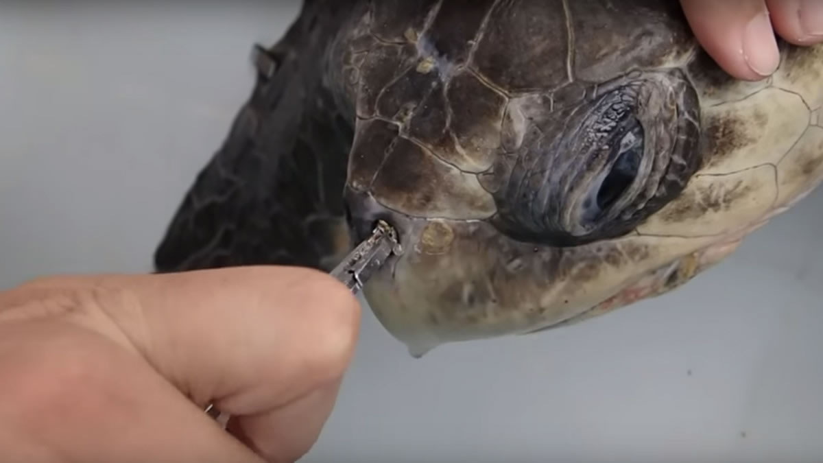 ������ô���ܽ���������