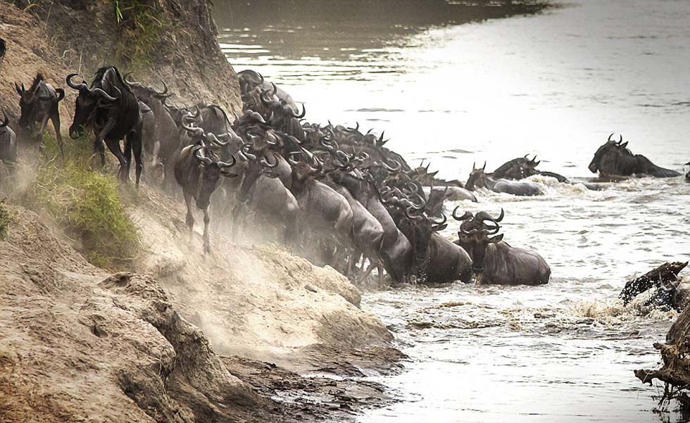 一群尚未察觉到危险的角马正在登岸