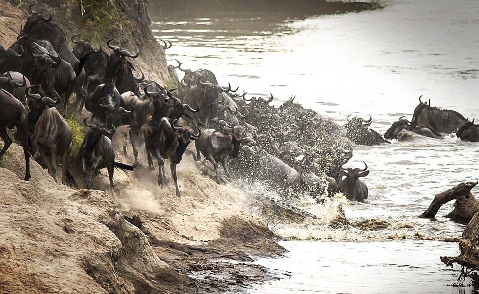 眨眼之间这头巨鳄就扑出水面,咬住了这头角马的腿。