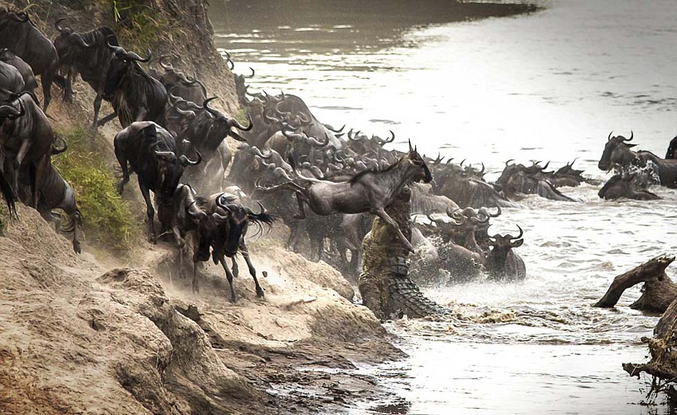 这头角马被甩到空中,巨鳄张开血盆大口。