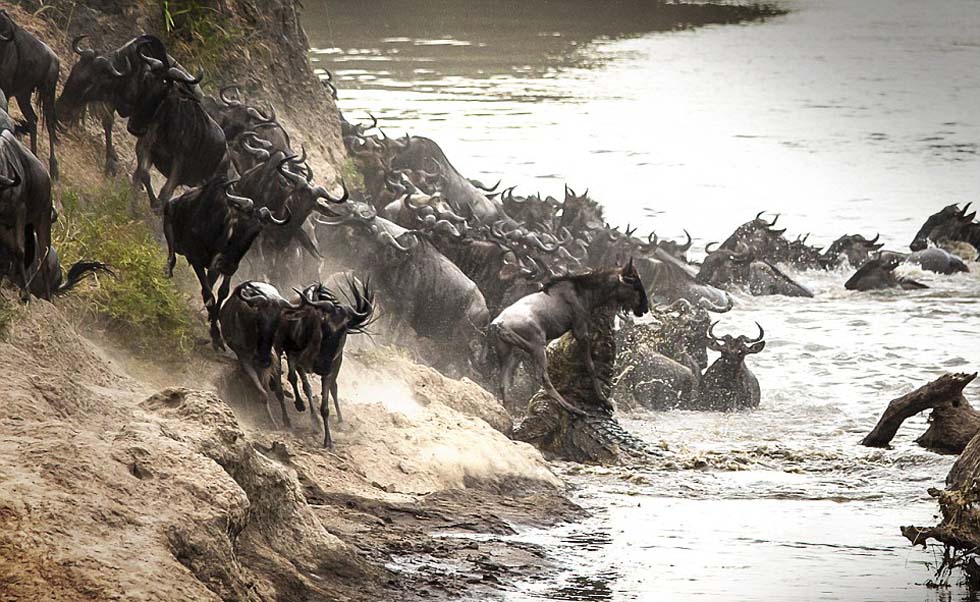 鳄鱼咬住角马脖子