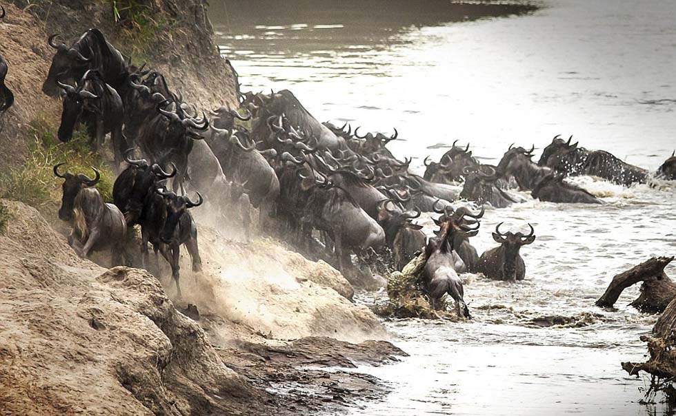 鳄鱼咬住角马,准备将其拖进水中。