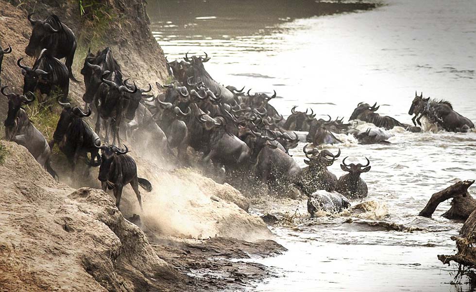 鳄鱼已渐渐没入水中。