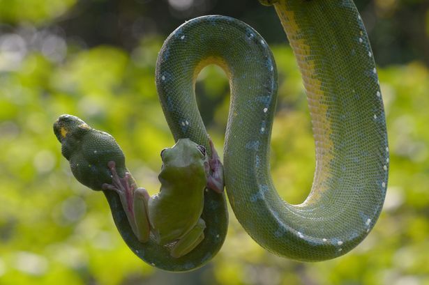 摄影师Fahmi Bhs在印尼雅加达动物园捕捉到树蛙“与蛇共舞”的惊险画面