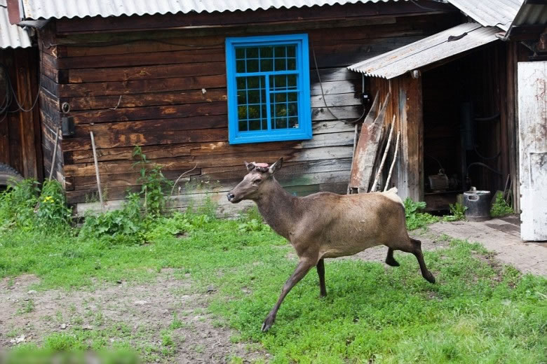 由于赤鹿的角每年都能再长回来,代表它们每年都要受一次“酷刑”。