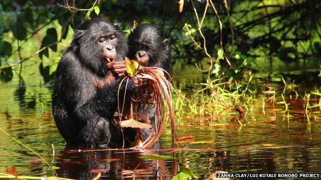 ������Ұ�����������