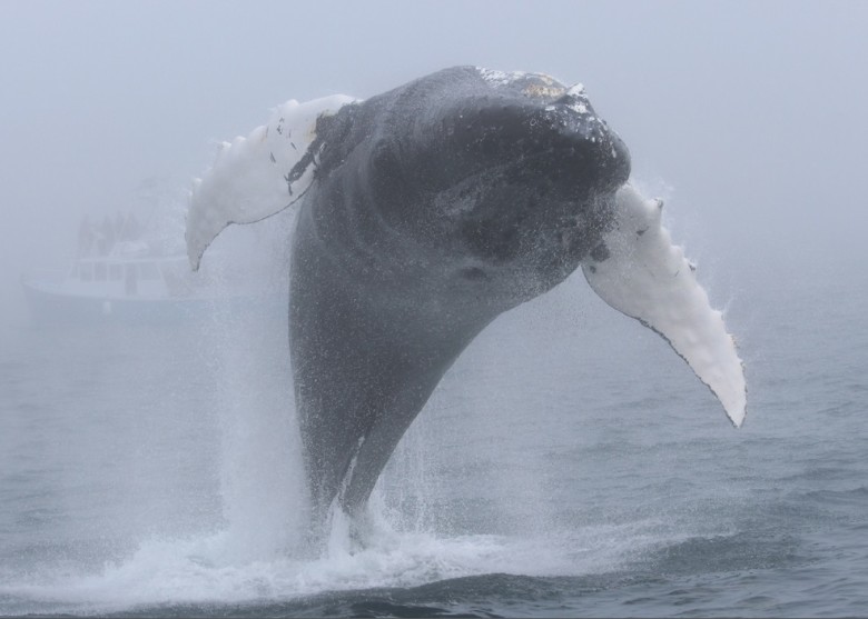 一条座头鲸轻松做出后空翻