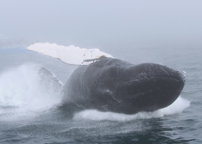 座头鲸在游客面前展示其灵活身手