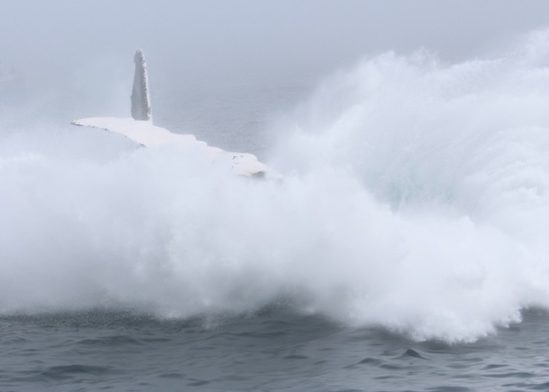 它跃起后落水,溅起重重浪花。