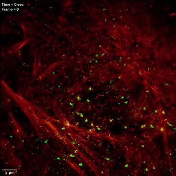 新的光学显微镜技术树立活细胞超分辨率成像新标准