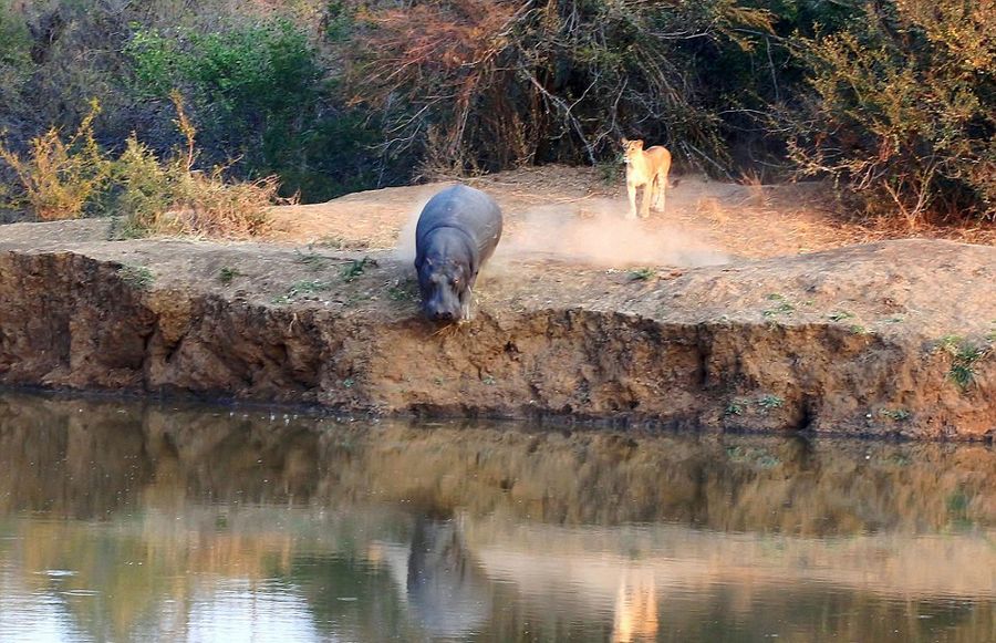 南非Karongwe自然保护区河马被狮子赶下河后嘲笑狮子不会游泳