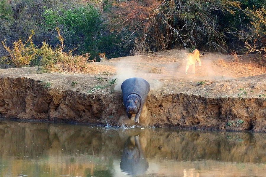 南非Karongwe自然保护区河马被狮子赶下河后嘲笑狮子不会游泳