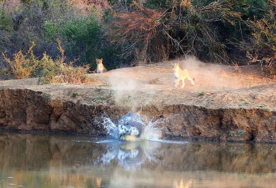 南非Karongwe自然保护区河马被狮子赶下河后嘲笑狮子不会游泳
