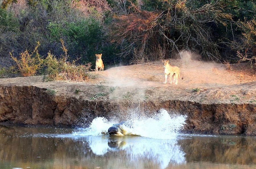 南非Karongwe自然保护区河马被狮子赶下河后嘲笑狮子不会游泳