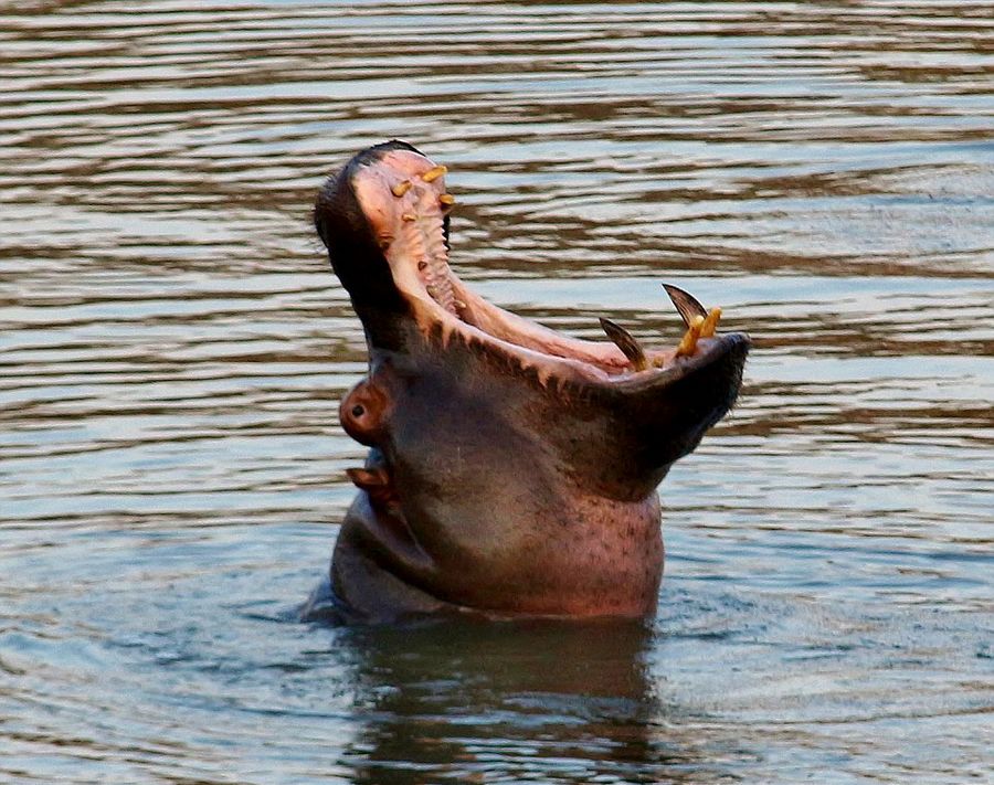 南非Karongwe自然保护区河马被狮子赶下河后嘲笑狮子不会游泳