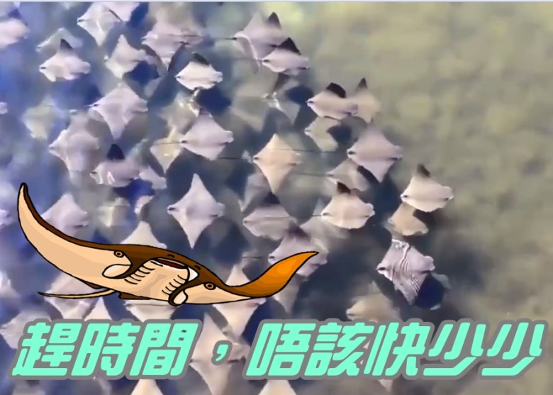 ħ����Ⱥ�ι�ǳˮ�������漫��׳�ۡ�