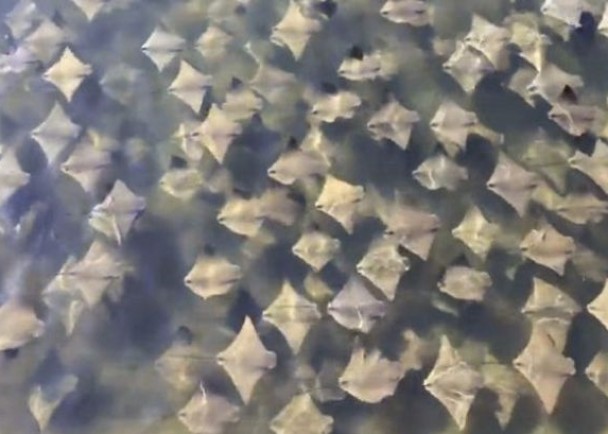 ħ�������ڽ��д�Ǩ�㣬���Ƶ�ʱ����һ������