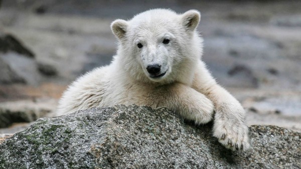 解开备受喜爱的柏林动物园北极熊克努特死亡之谜