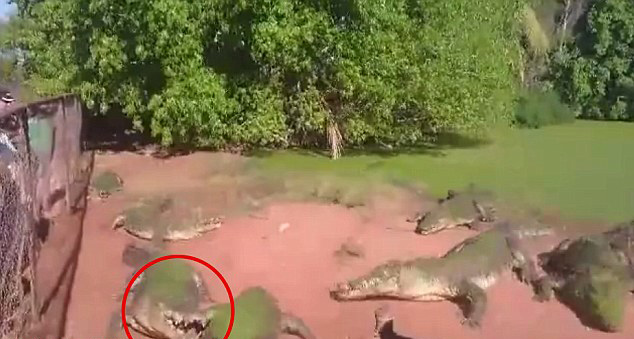 ����԰һֻ����˺������һֻ����ĸ첲������Ե�