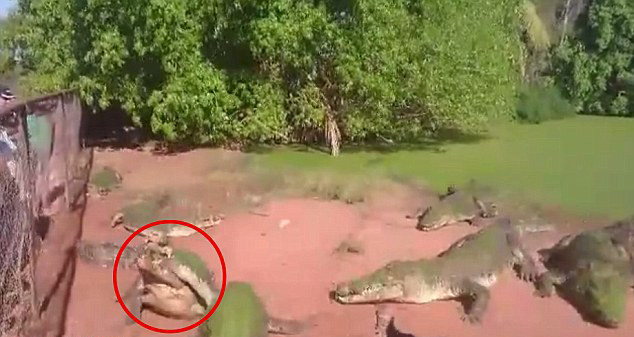 ����԰һֻ����˺������һֻ����ĸ첲������Ե�