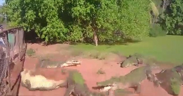 ����԰һֻ����˺������һֻ����ĸ첲������Ե�