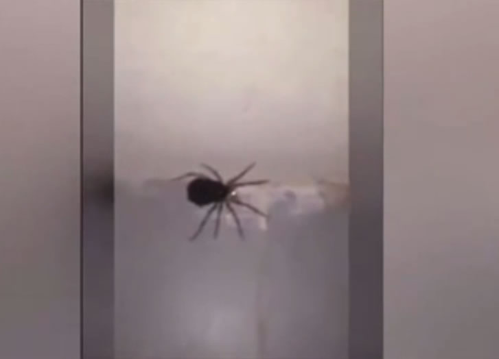 母蜘蛛突然“爆炸”分身成上百只小蜘蛛