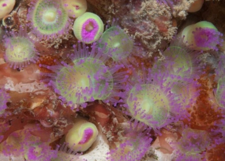 水域充满色彩缤纷的海绵动物和无脊椎动物