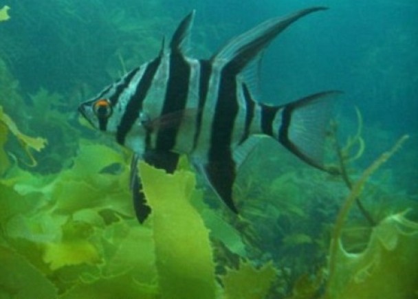 研究员更发现长吻豚鼻鱼的踪影