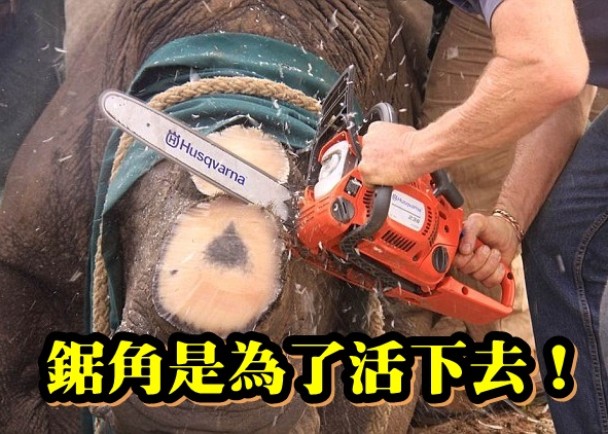 兽医用电锯锯走犀牛的角