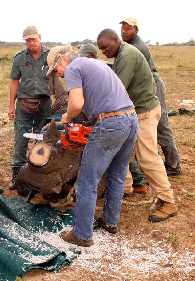 专家相信若犀牛失去利角,便不会成为偷猎者的目标。