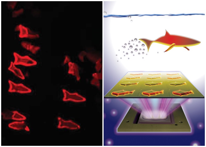 �������������ض����ʣ��������תΪ��ɫ��������ө�⡣ͼΪʾ��ͼ��