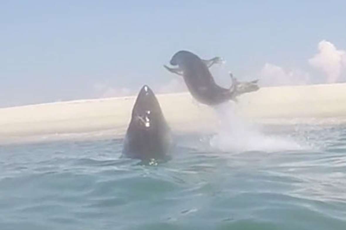 ����һĻ��������ڿƵ½�׷������