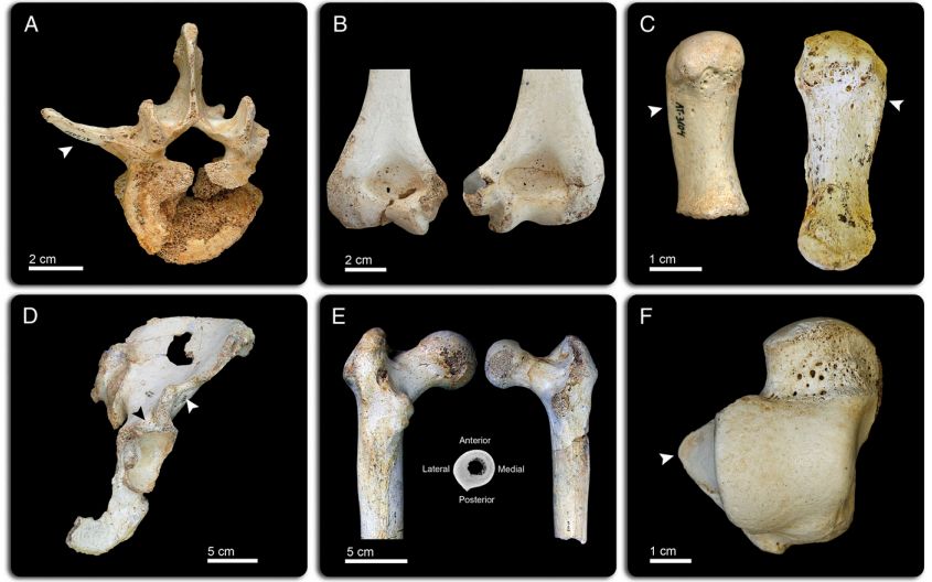 Sima de los Huesos��SH���о���ʾ������������ߴ�����״�Ľ���