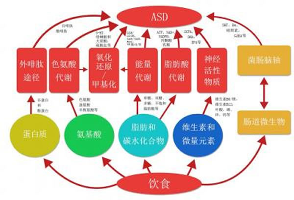 ��ʳ��ASD ��Ӱ��