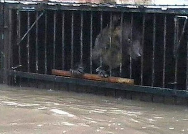 园内有不少动物被困笼内