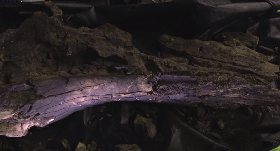 古鲸鱼头骨化石为何会进入美国维吉尼亚州河床?