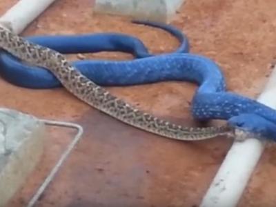 美国自然爱好者在新西兰发现巨沙螽之中的王