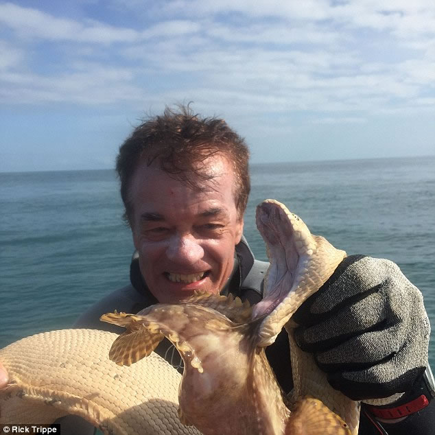 澳洲鱼叉猎鱼比赛冠军拍到分别带有剧毒的海蛇跟石头鱼互咬的罕见画面