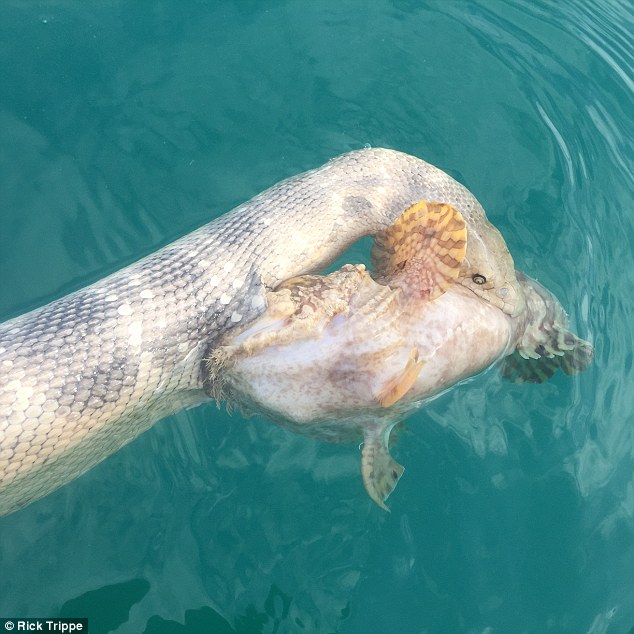 澳洲鱼叉猎鱼比赛冠军拍到分别带有剧毒的海蛇跟石头鱼互咬的罕见画面