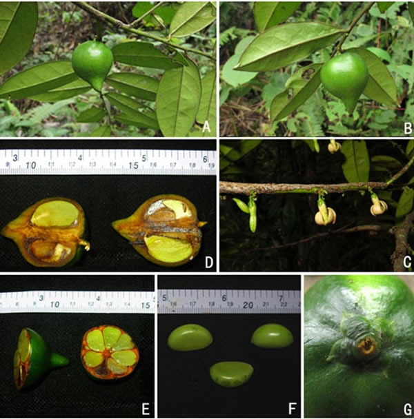 广西石灰岩地区柿属一新种——李树刚柿