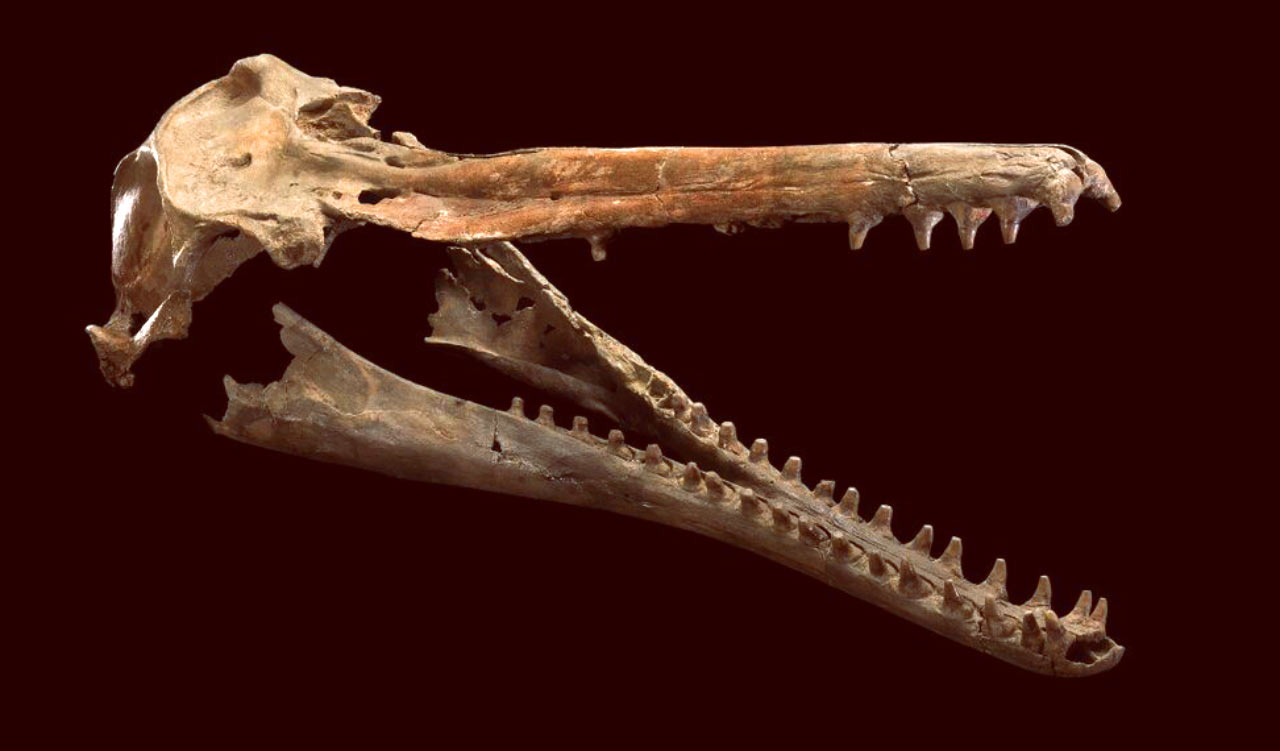 Isthminia panamensis头部化石