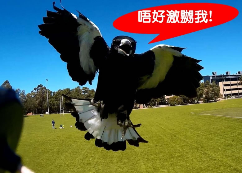 澳洲研究指喜鹊能辨别人类的样子