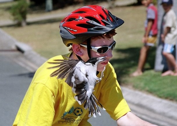 就算变了装,照样骗不了喜鹊。