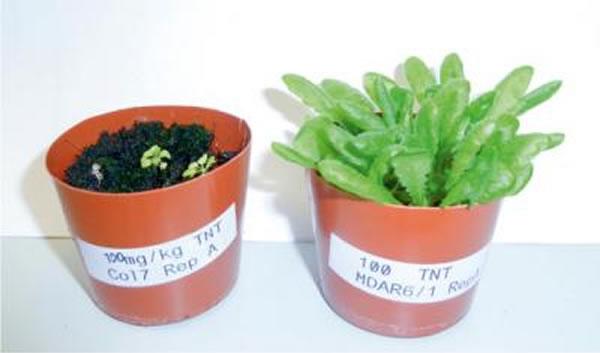 有MDHAR6的拟南芥与野生型相比更能耐受TNT