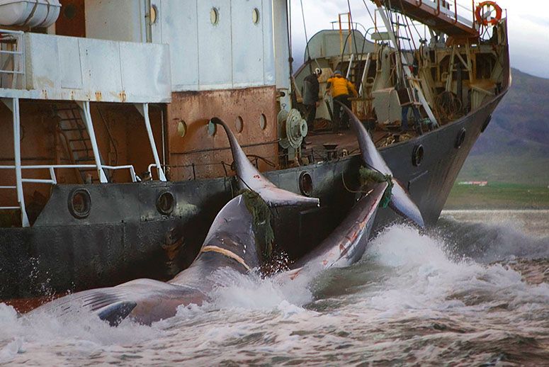 �ձ�����ν�����в�������������ȫ������ǿ������