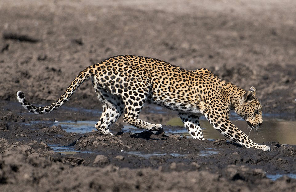 �����صĵ��򱨵������޲������ɣ�һֻ���Ӿ�Ȼ����̶��ȥ���㡣