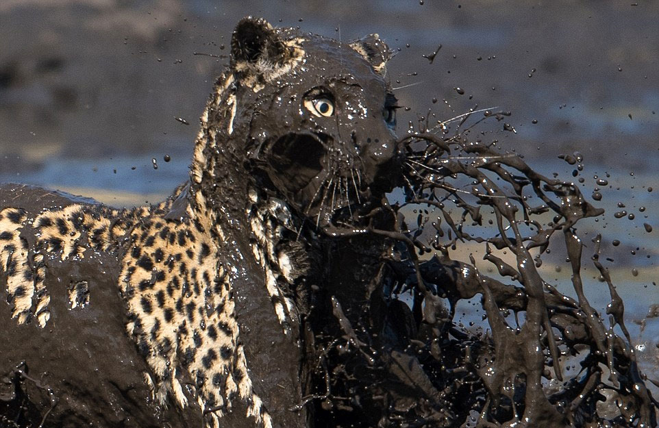 �����صĵ��򱨵������޲������ɣ�һֻ���Ӿ�Ȼ����̶��ȥ���㡣